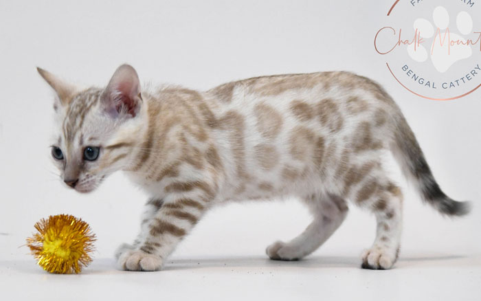 Bengal kitten for sale